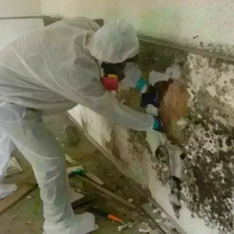 Mold Remediation and Removal in Fortuna, CA